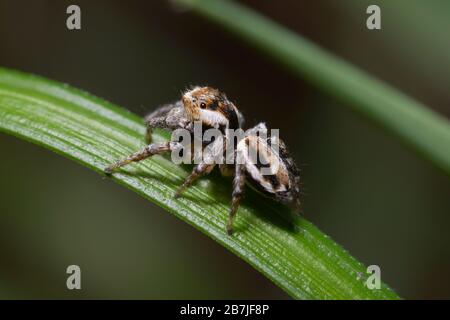 Gefährlich aussehende Wolfspinne auf einer Grasklinge sitzend Stockfoto