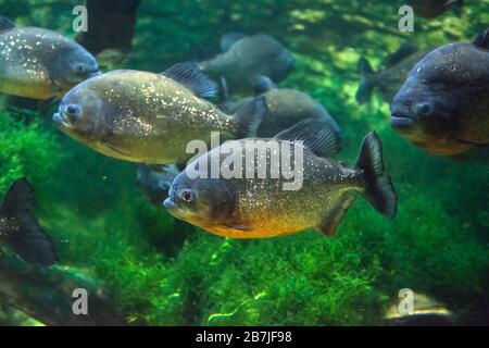 Der rotbelaubte Piranha, der rote Piranha (Pygocentrus nattereri) Stockfoto