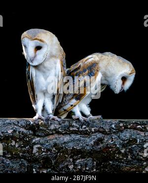 Verschneite Eule in der Feder Stockfoto