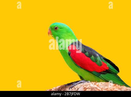 Ein rotgeflügelter Papagei, der auf einem Perch in seinem Käfig sitzt Stockfoto