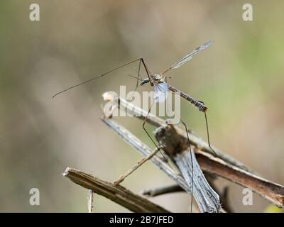Kranfliege ist ein häufiger Name, der sich auf jedes Mitglied der Insektenfamilie Tipulidids bezieht. Stockfoto