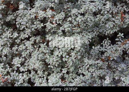 Pittosporum tenuifolium bin arjory Channon" verlässt. Stockfoto