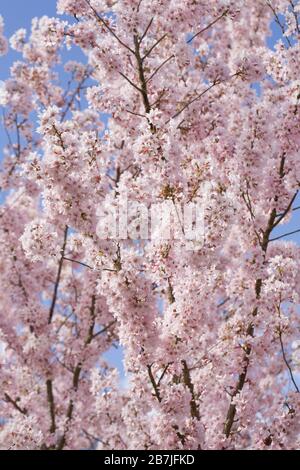 Prunus Pendel Var Ascendens 'Rosea'. Hängenden Rosebud Kirsche. Stockfoto