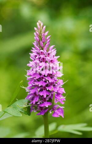Orchideenblume im Wald. Stockfoto