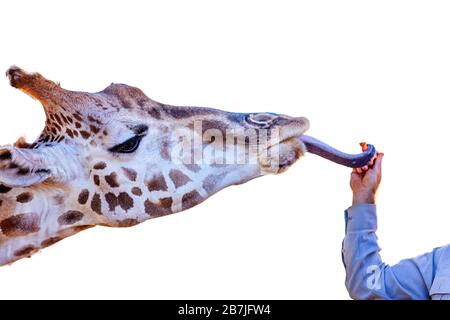 Eine Giraffe, die mit ihrer Zunge nach einer Karotte greift, isoliert auf weißem Grund Stockfoto