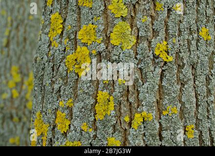 Moos auf dem Baumstamm. Holzstruktur. Stockfoto