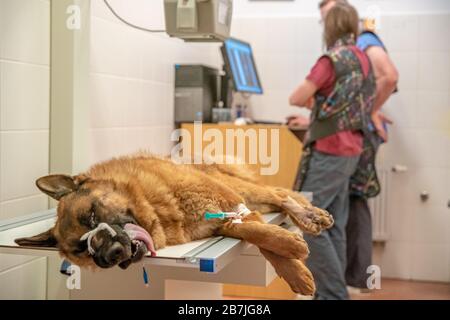 Hund auf Röntgenaufnahme in der Tierklinik. Deutscher Schäferhund Stockfoto