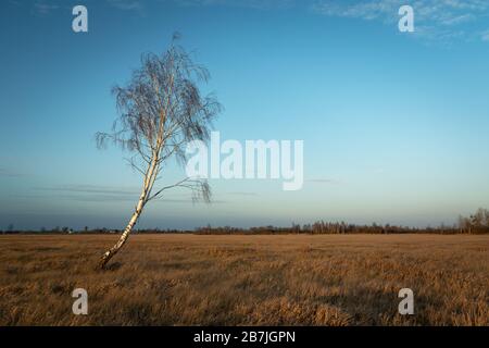 Einsame Birke wächst auf einer trockenen Wiese und am Abendhimmel Stockfoto