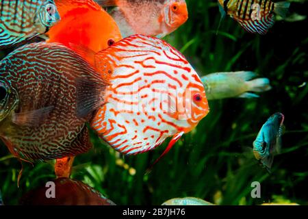 Diskusfische im Aquarium, tropische Fische. Symphysodon discus aus dem Amazonasfluss. Blauer Diamant, Schlangenhaut, rotes Türkis und mehr Stockfoto