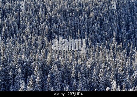 Ein Stand immergrüner Bäume, bedeckt mit dem Schnee eines Winters in Alberta im ländlichen Alberta Kanada. Stockfoto