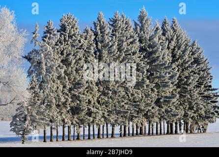 Bäume, die in einer Linie gepflanzt wurden, um Eigentum vor Windschäden im ländlichen Alberta Kanada zu schützen. Stockfoto