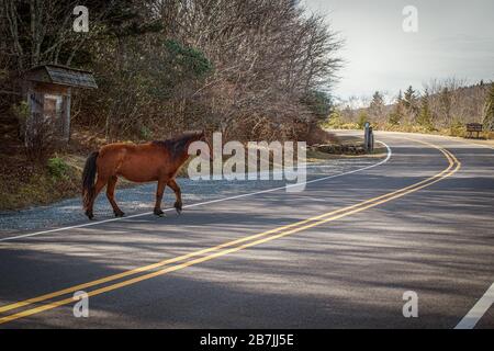 Die wilden Ponys des Greyson Highlands State Park unterhalten Wanderer entlang des Appalachian Trail. Stockfoto