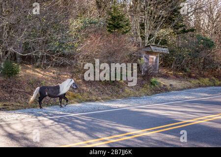 Die wilden Ponys des Greyson Highlands State Park unterhalten Wanderer entlang des Appalachian Trail. Stockfoto