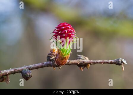 Roter unreifer weiblicher Kegel der europäischen Lärche im Frühjahr Stockfoto