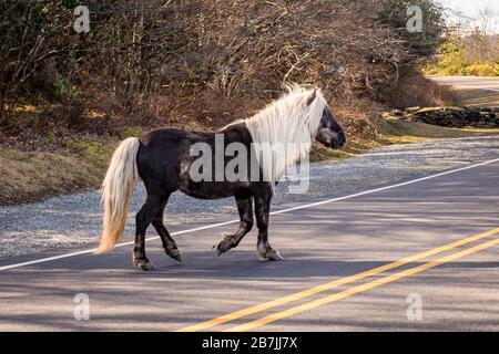 Die wilden Ponys des Greyson Highlands State Park unterhalten Wanderer entlang des Appalachian Trail. Stockfoto