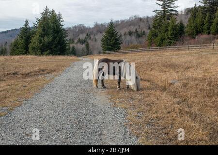 Die wilden Ponys des Greyson Highlands State Park unterhalten Wanderer entlang des Appalachian Trail. Stockfoto