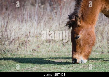 Die wilden Ponys des Greyson Highlands State Park unterhalten Wanderer entlang des Appalachian Trail. Stockfoto