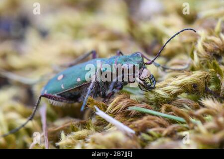 Makro eines gewöhnlichen Tigerkäfers, der auf dem Moos lauert Stockfoto