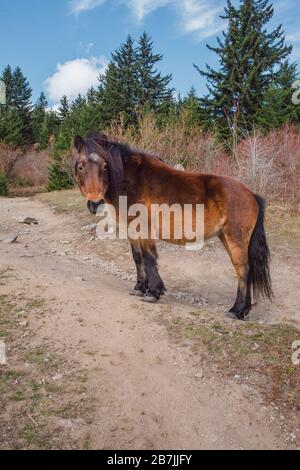 Die wilden Ponys des Greyson Highlands State Park unterhalten Wanderer entlang des Appalachian Trail. Stockfoto