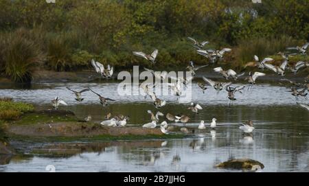 Herde von schwarz-verspotteten Paten, die am Rande des Wassers in den Sumpf von Santoña schwänzen Stockfoto