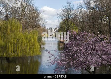 Kirschblütenbaum und eine goldene weinende Weide, London Stockfoto