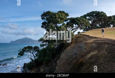 Man geht an Klippen in Taiharuru in der Nähe der Parua Bay und Whangarei, Nordinsel, Neuseeland Stockfoto