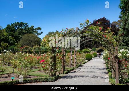 Christchurch Botanical Gardens Rose Garden Arbor, Christchurch, Canterbury Region, South Island, Neuseeland Stockfoto