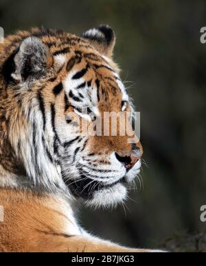 Weiblicher Amur (sibirischer) Tiger, Profil Stockfoto