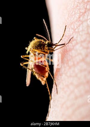 Gefährliche Malaria infizierten Mücke isoliert auf Schwarz. Leishmaniasis, Enzephalitis, Gelbfieber, Dengue-Fieber, Malaria, Krankheit, Mayaro oder Zika Virus infizieren. Stockfoto