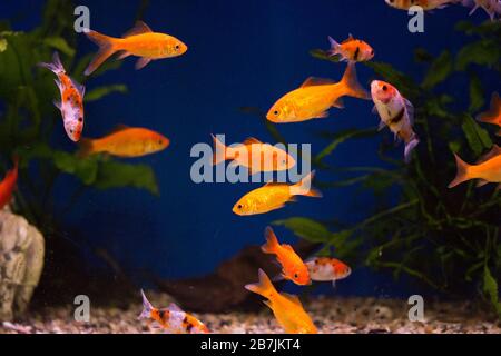 Goldfisch im Aquarium - Carassius auratus Stockfoto