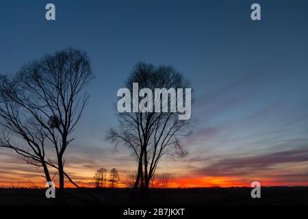 Schwarze Silhouetten von Bäumen gegen den Himmel und Wolken bei Sonnenuntergang Stockfoto