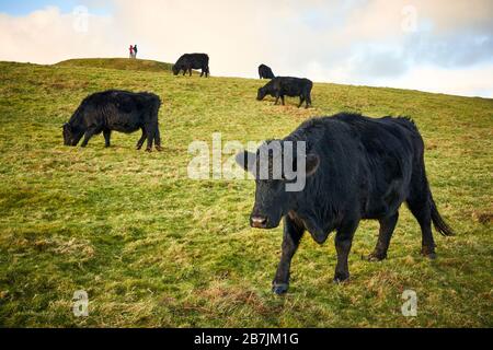 Viehweide auf dem Garth, einem Berg in der Nähe von Cardiff, South Wales Stockfoto
