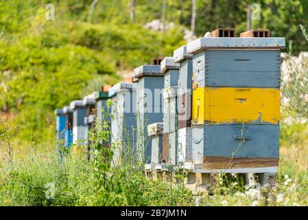 Bienenkörbe in Pastellfarben gemalt, die auf einer grünen Wiese stehen. Ländliche Sommerlandschaft. Stockfoto