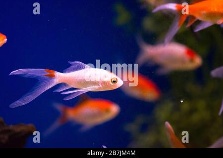 Goldfisch im Aquarium - Carassius auratus Stockfoto