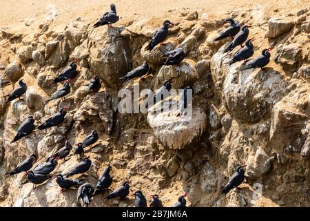 Paracas National Reserve, Inca tern (Larosterna inca), Ica, Peru. Stockfoto