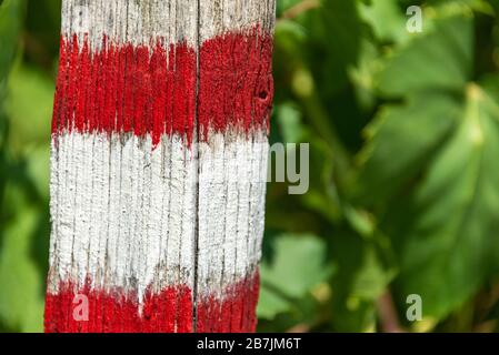 Das weiße und rote Touristenwegschild ist auf dem Baum gemalt. Die grünen Blätter als Hintergrund. Stockfoto