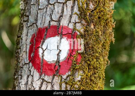 Das runde weiße und rote Touristenwegschild, das mit Moos auf den Baum gemalt wurde. Die grünen Blätter als Hintergrund. Stockfoto