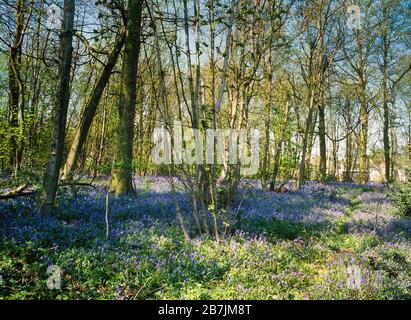 Blubell-Holz, ein Teppich aus Bluebells, Endymion non scriptus, Großbritannien Stockfoto