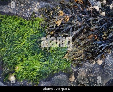 Meeresstrandleben, Algen, Bladderrack (Popweed) Fucus vesiculosus, Grünalgen Stockfoto