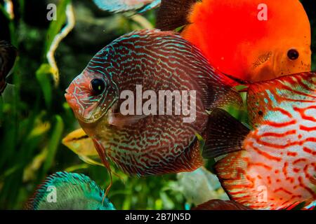 Diskusfische im Aquarium, tropische Fische. Symphysodon discus aus dem Amazonasfluss. Blauer Diamant, Schlangenhaut, rotes Türkis und mehr Stockfoto