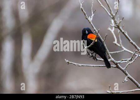 Farbfoto eines rot geflügelten schwarzen Vogels, der auf einer Filiale in Rattray Marsh, Mississauga, Ontario, Kanada thront Stockfoto