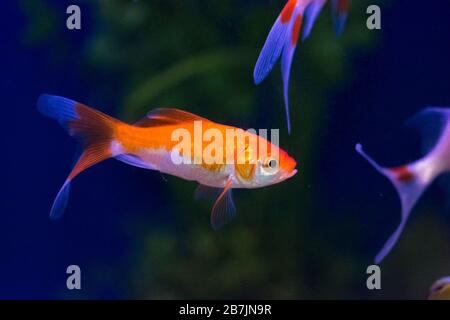 Goldfisch im Aquarium - Carassius auratus Stockfoto