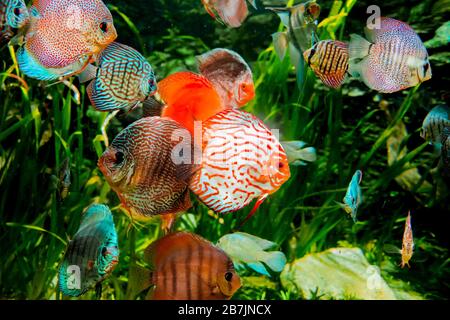 Diskusfische im Aquarium, tropische Fische. Symphysodon discus aus dem Amazonasfluss. Blauer Diamant, Schlangenhaut, rotes Türkis und mehr Stockfoto