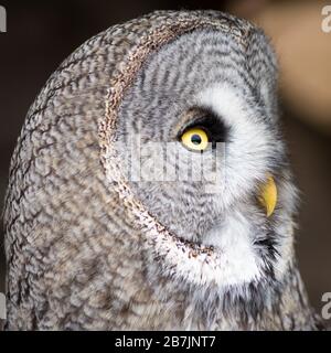 Nahaufnahme des Porträts der großen, schönen Eule mit großen Augen Stockfoto