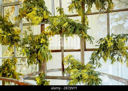 Blumendekor.Bildschirm aus Holzrahmen mit Mimosa verziert. Stockfoto