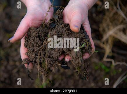 Ein Erdklauch in alten Frauenhänden. Stockfoto