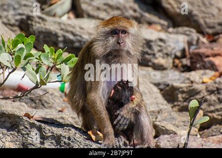 Makakenweibchen mit Baby auf Langkawi in Malaysia Stockfoto