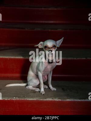 Der Hund, ein russischer Spielzeug-Terrier, sitzt auf den leuchtend roten Stufen, beleuchtet von einem Sonnenstrahl. Stockfoto