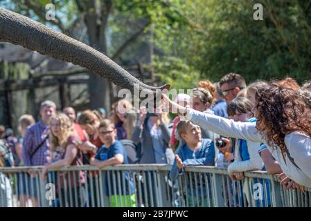 Menschen und Kinder interagieren im Mai 2016 mit einem Elefanten im Zoo von Magdeburg Stockfoto