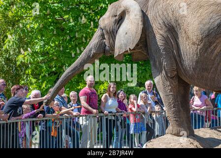 Menschen und Kinder interagieren im Mai 2016 mit einem Elefanten im Zoo von Magdeburg Stockfoto